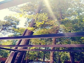 Trees in forest against sky