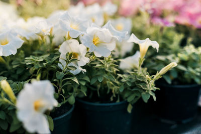 Blooming white petunia in a pot. seasonal potted flowers on the terrace, in the garden