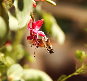 Close-up of insect on pink flowering plant