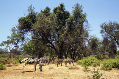 View of a horse on field against trees