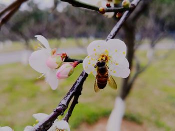 Close-up of cherry blossom on tree