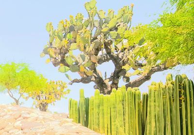 Yellow flowering plant against clear sky