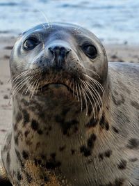 Close-up portrait of turtle in sea