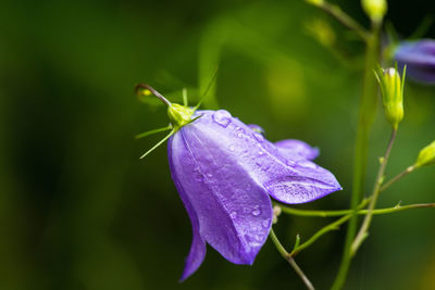 Close-up of insect on purple flower