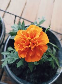 Close-up of orange flower in pot