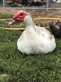 View of duck on field