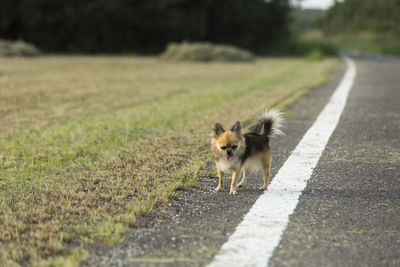 Portrait of dog walking on road