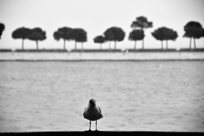 Bird on grass