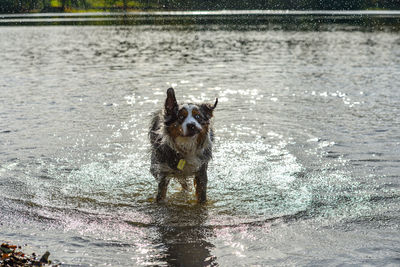 Dog running in water