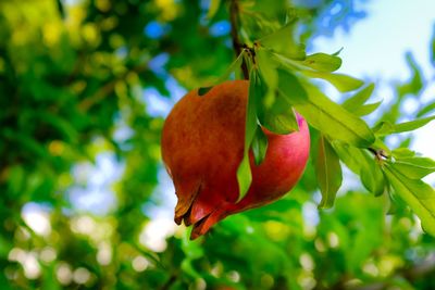 Close-up of red fruit on tree