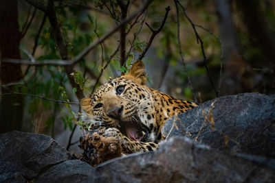 Cat relaxing on rock in zoo