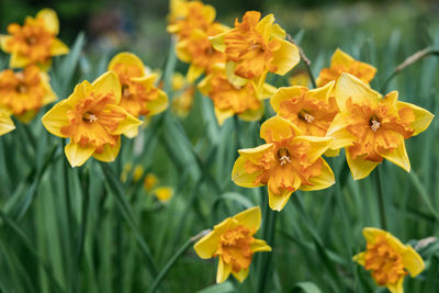 Daffodils with mondragon split crown narcissus poeticus blossoms in the garden in spring