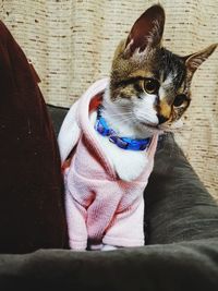 Close-up of a relaxed cat looking away at home