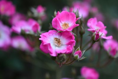 Close-up of pink flowering plant