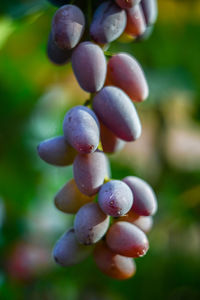 Close-up of grapes growing on tree