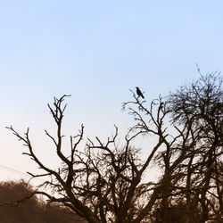 Low angle view of bare tree against clear sky