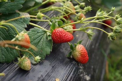 Close-up of berries growing on tree