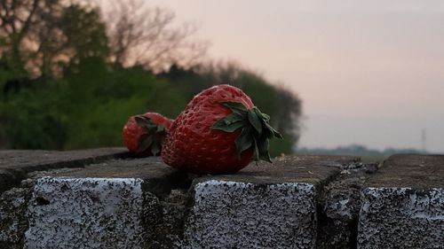 Close-up of strawberry on wall 