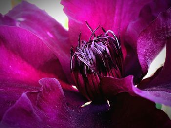 Close-up of pink flowers