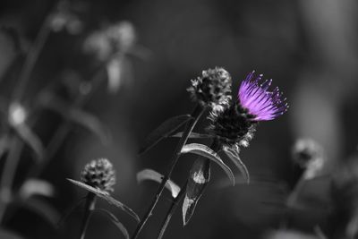 Close-up of purple flowers