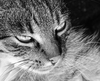 Close-up of cat looking away