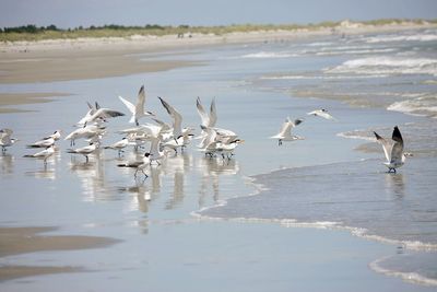 Seagulls flying over sea