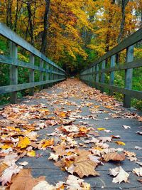 Autumn leaves on road
