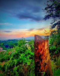 Panoramic view of tree stump against sky during sunset