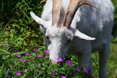 Close-up of an animal on field