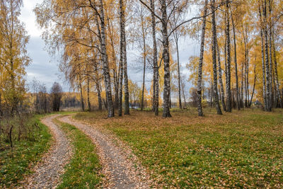 A road overgrown with green grass in an autumn forest with yellow leaves, russia.