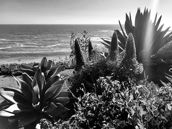 Cactus plant at sea shore against sky
