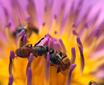 Honey bee pollinating on purple flower