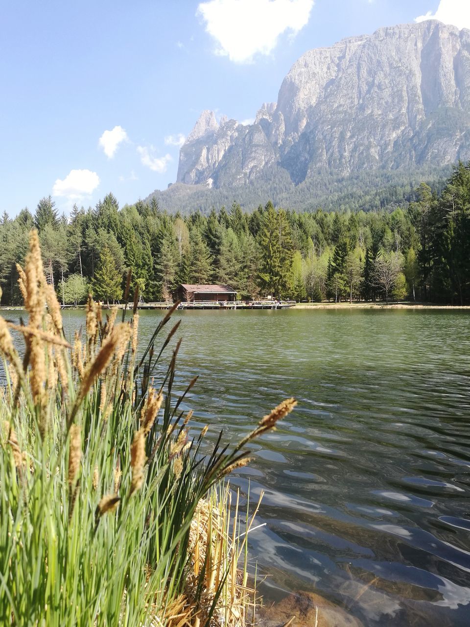 water, tree, nature, growth, beauty in nature, tranquility, sky, grass, day, scenics, lake, tranquil scene, no people, outdoors