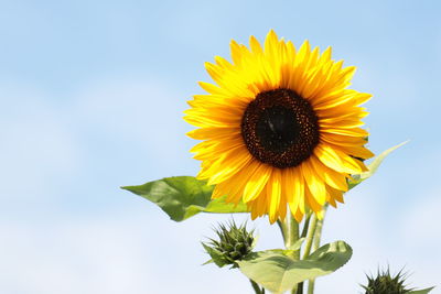 Low angle view of sunflower against sky