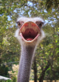 Close-up portrait of ostrich