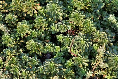 High angle view of plants growing on field