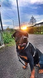 Dog on road against sky