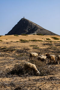 Sheep grazing on field against clear sky