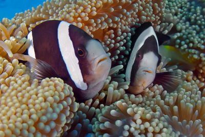 Close-up of fish in sea