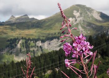 Plants growing on mountain