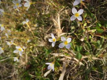 Close-up of white daisy flowers blooming in field