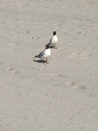 Bird on white wall