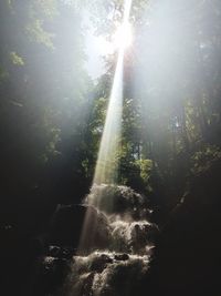 Low angle view of sunlight streaming through trees