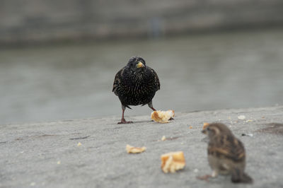 Close-up of bird