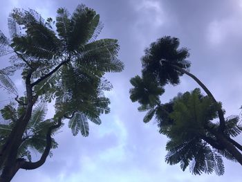 Low angle view of trees against sky