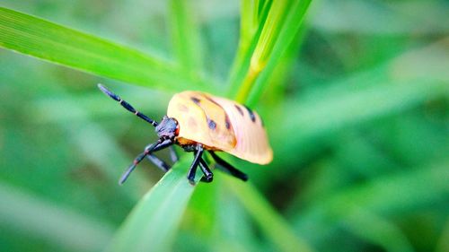 Close-up of insect on leaf