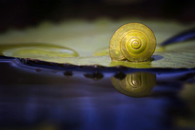 Beautiful little yellow green snail isolated in natural colorful background