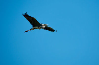 Gray heron ardea cinerea flying in natural habitat