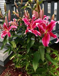 Close-up of pink flowers blooming outdoors