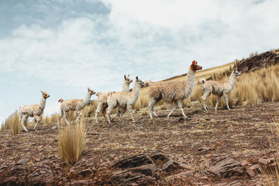 Llamas in the andes